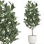 インテリア用の鉢植えのイチジクの木611