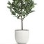 インテリア用の鉢植えのイチジクの木611