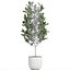 インテリア用の鉢植えのイチジクの木611