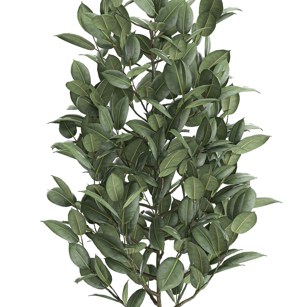 3D model trees interior pots ficus https://p.turbosquid.com/ts-thumb/YG/dUnyJL/tWuqkl5Y/ficus2906202004/jpg/1593523186/1920x1080/fit_q87/4ee93d851324394cc92517399e70165ae212411e/ficus2906202004.jpg