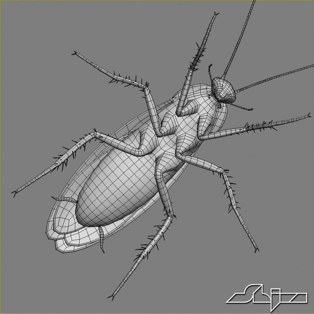 Modelled Wings Max