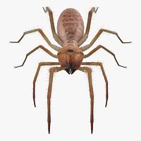 Solifugae or Camel Spider with Fur