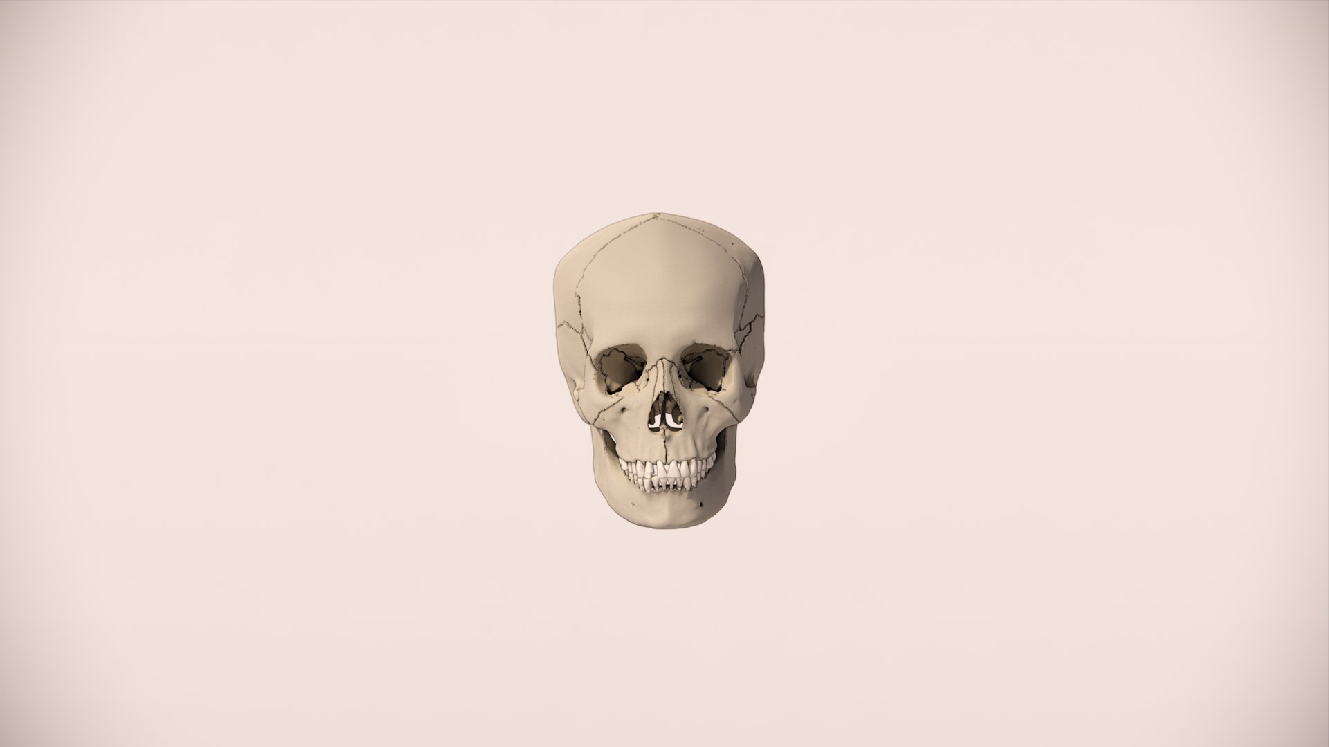 Human Skull - Medically accurate 3D model https://p.turbosquid.com/ts-thumb/YG/mVWb93/KI/6/png/1698219759/1920x1080/fit_q87/99d6877ccac3371c354e496b97cb84b00ace25fc/6.jpg
