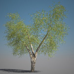 max realistic ash tree