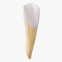 Incisor Upper Jaw Lateral 01 Clean