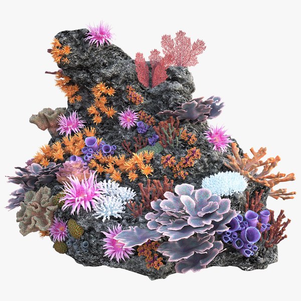 Coral Reef 3D Models for Download | TurboSquid