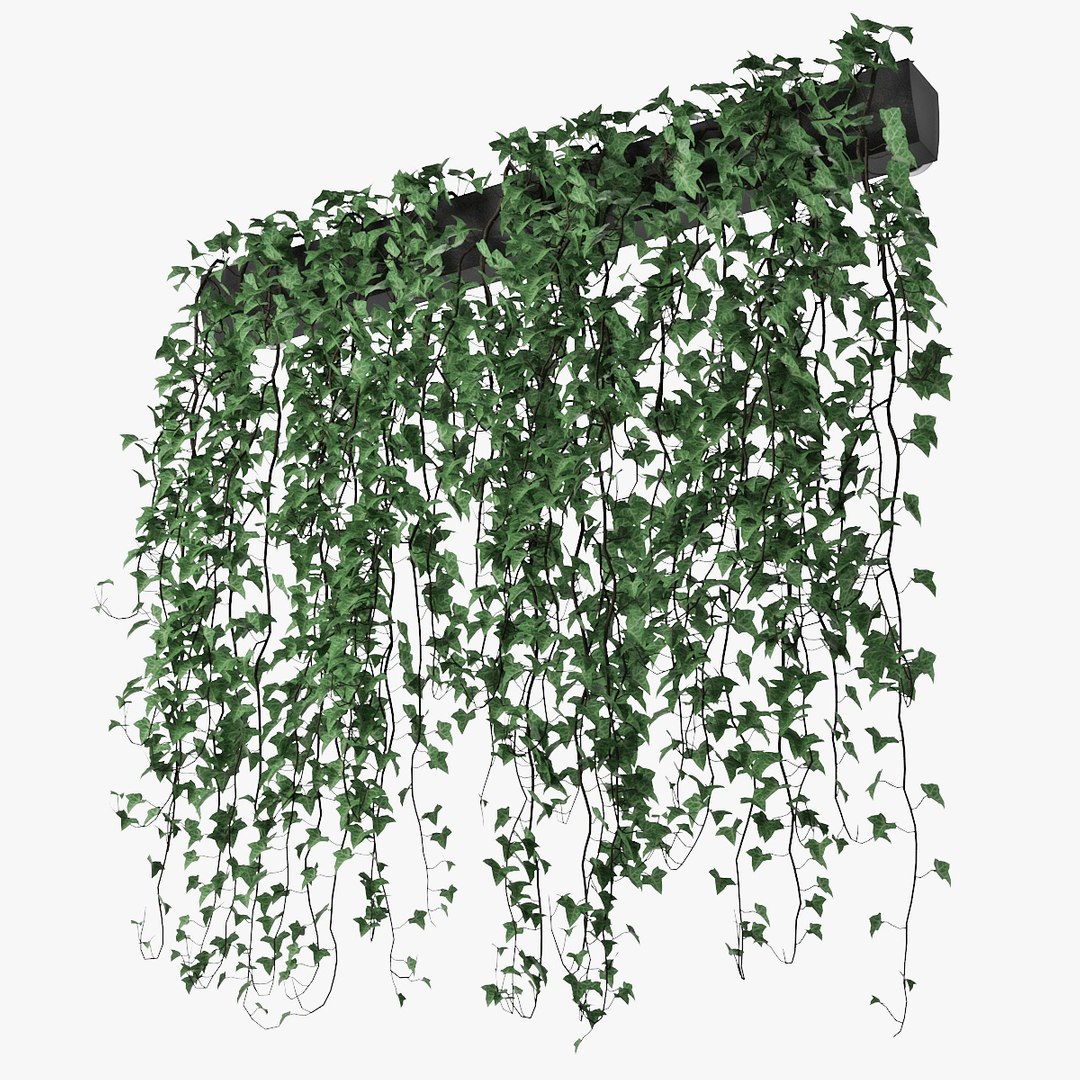 3D Ivy - TurboSquid 1596760