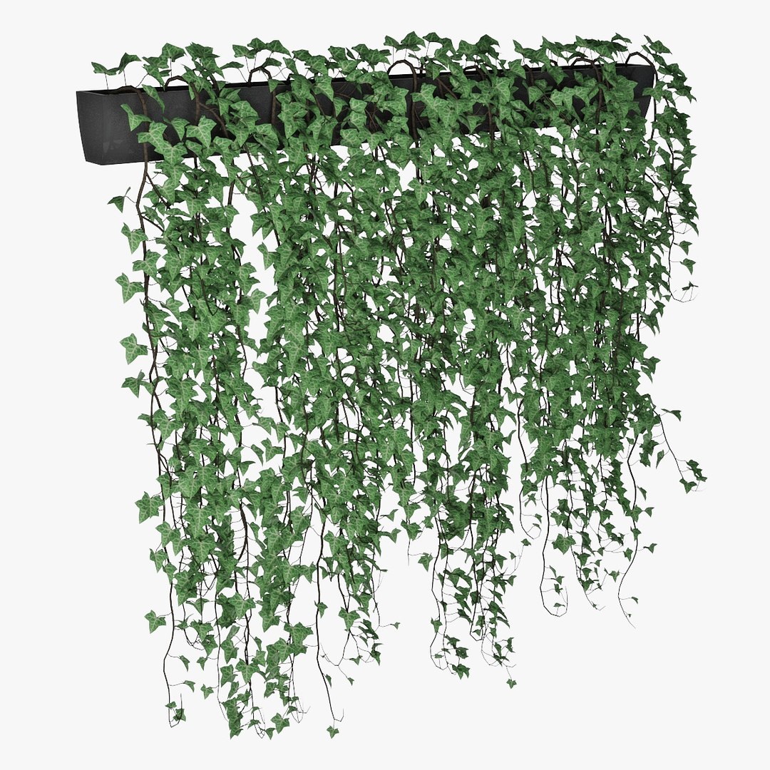 3D Ivy - TurboSquid 1596760