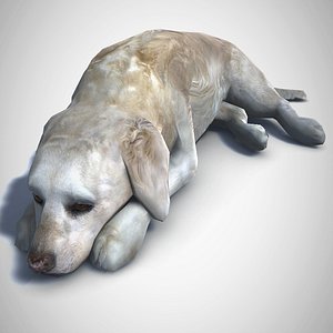 Dog golden retriever
