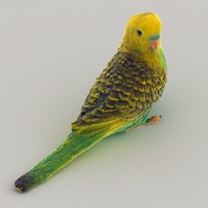 3d budgie color model