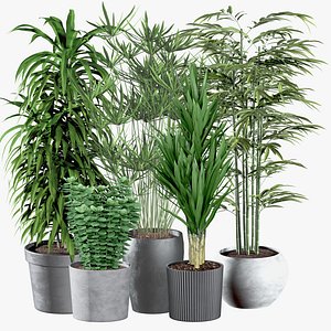 Set of potted indoor plants 3D