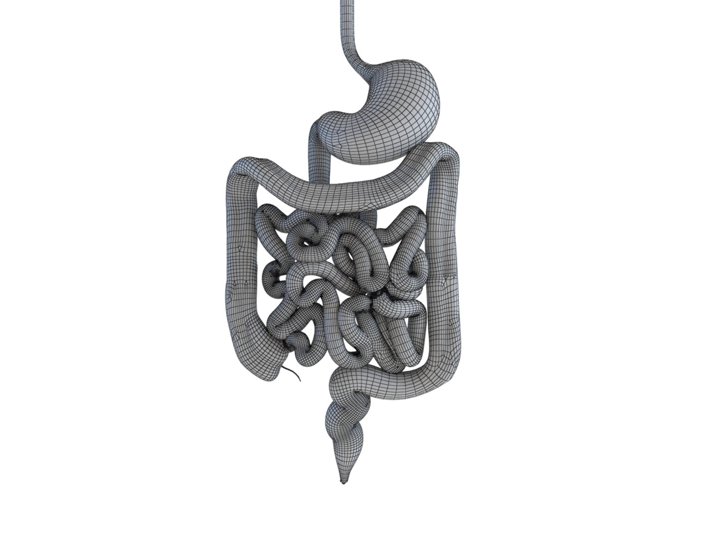 3D model human abdomen organ anatomy https://p.turbosquid.com/ts-thumb/YH/KOeLPB/NvROkJGl/005/jpg/1591104981/1920x1080/fit_q87/4d92d1d4d5a4b02b2b6c4514f8e4f71ab347fce5/005.jpg
