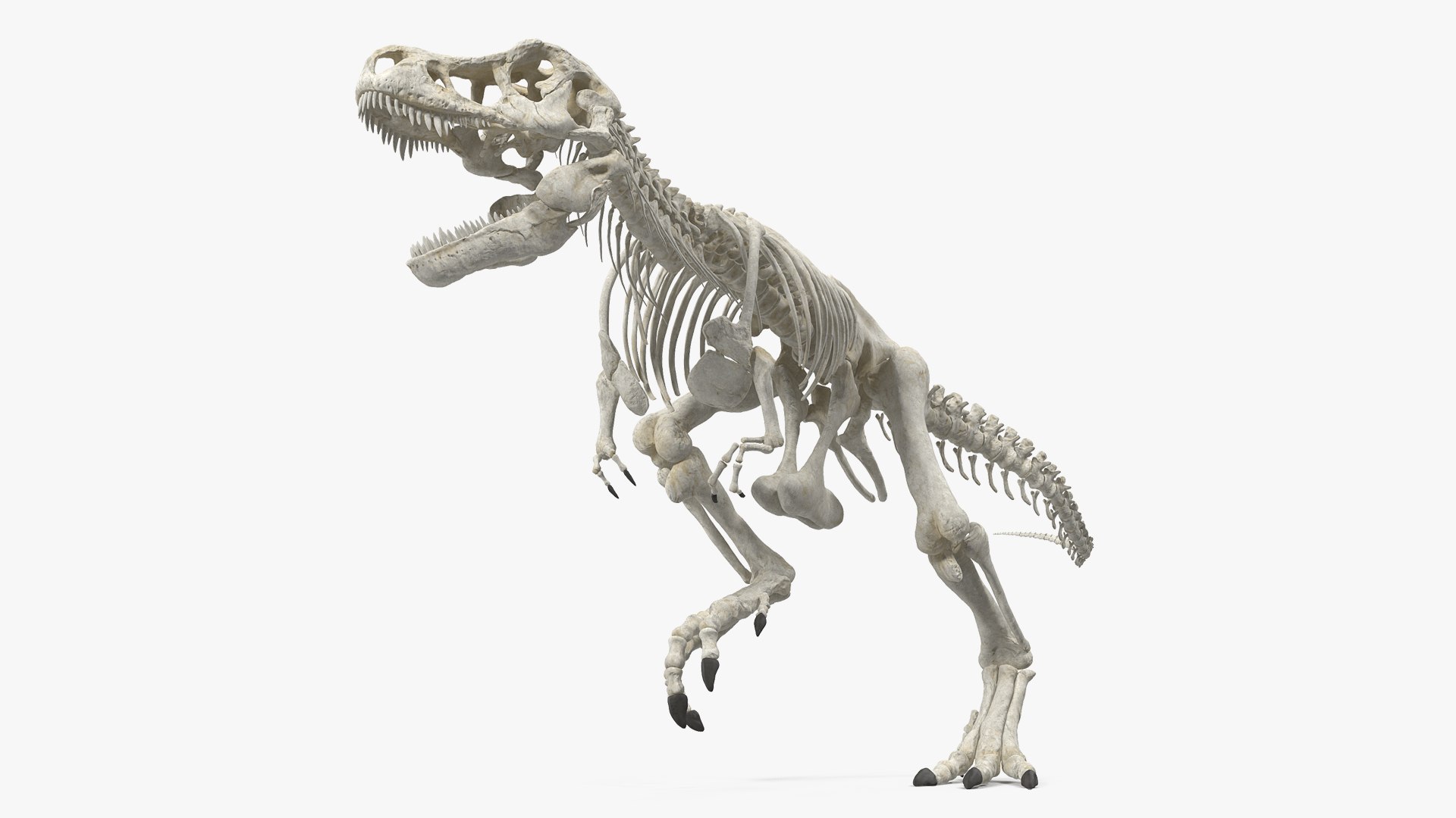 Tyrannosaurus Rex Skeleton Rigged for Cinama 4D 3D model preview