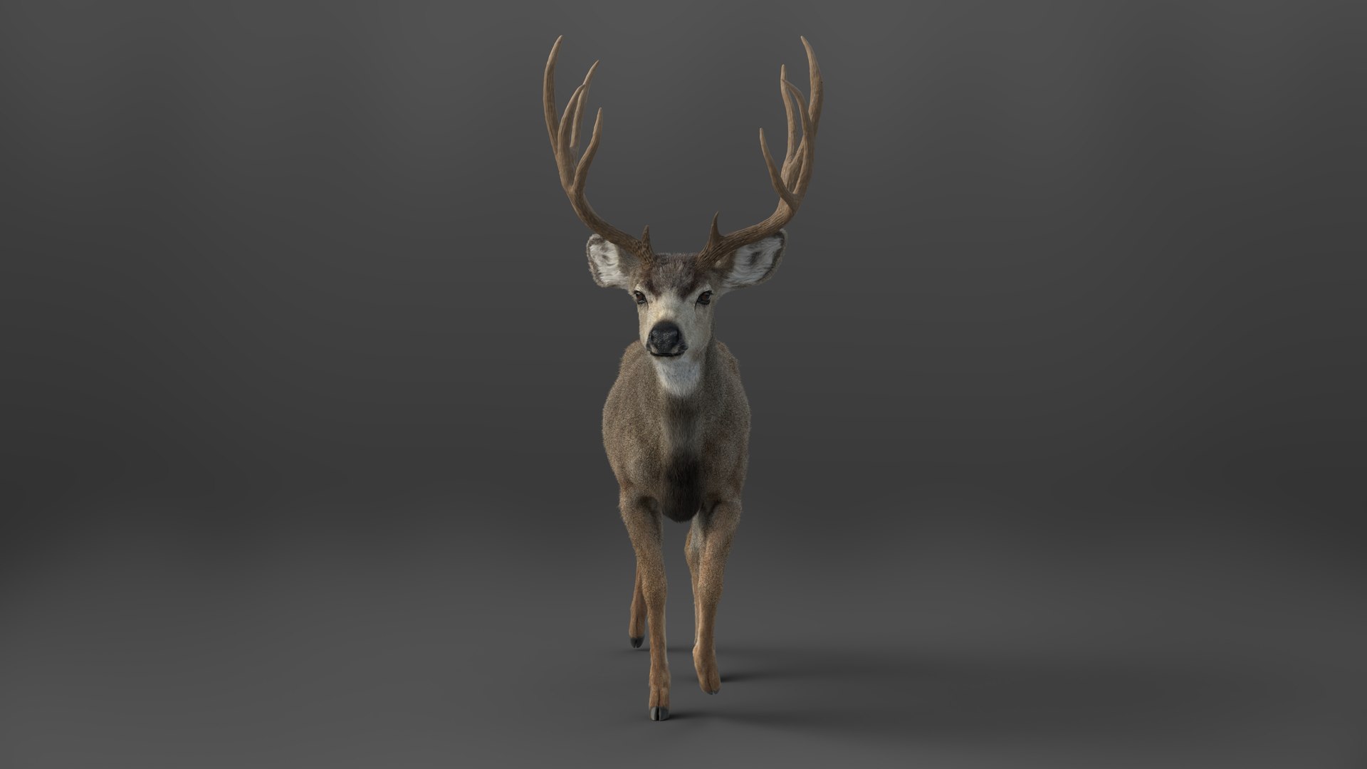 3D Mule Deer https://p.turbosquid.com/ts-thumb/YH/Zd9eao/3r/jw0n0900_muledeer_male_effectmap07_3840_2160/jpg/1681454492/1920x1080/fit_q87/e1bba27a7fbde742855d769facf4c8fbec0553ac/jw0n0900_muledeer_male_effectmap07_3840_2160.jpg