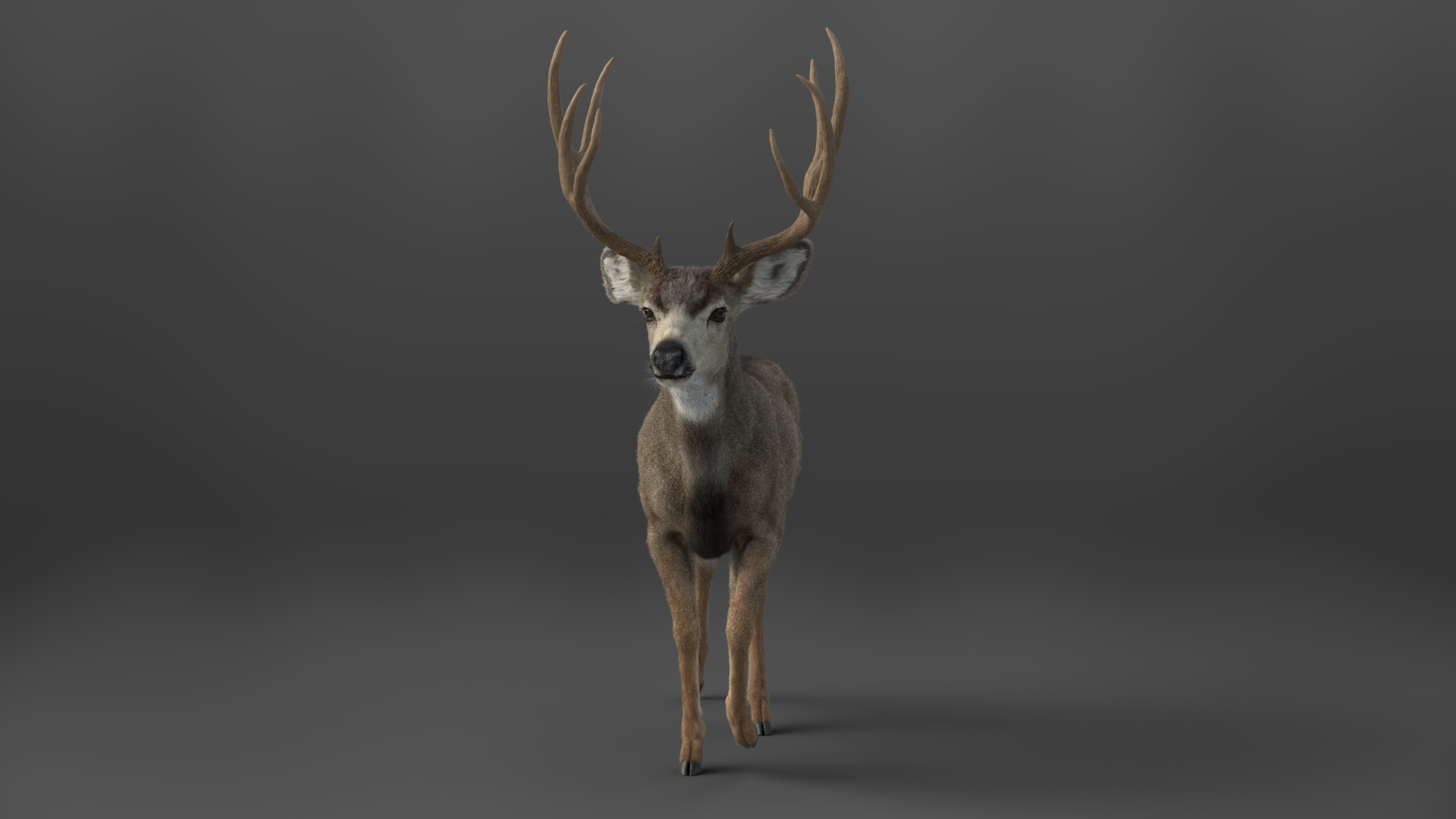 3D Mule Deer - TurboSquid 2056573