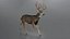 Mule Deer