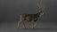Mule Deer