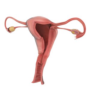 female reproductive dissection 3D model