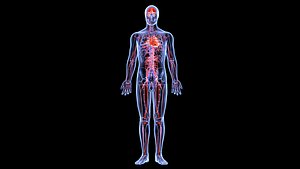 Circulatory System 3D