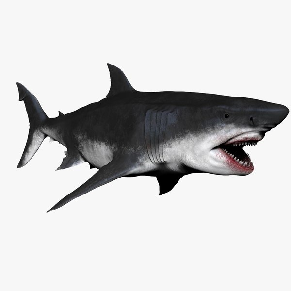 3D Megalodon Models | TurboSquid