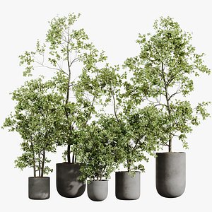 AV HousePlants Mission Kalamata Leccino Arbequina Wilsonii Chemlali Olive Set53 model