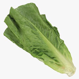 Romaine Lettuce 02