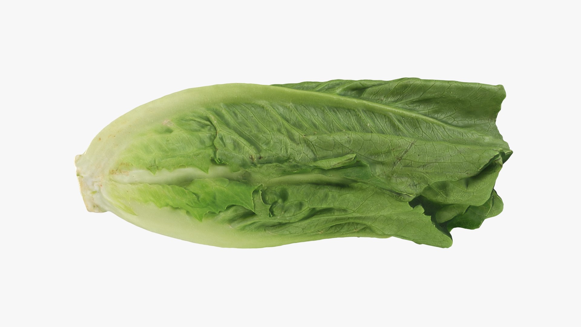 Lettuce Collection 2 3D model https://p.turbosquid.com/ts-thumb/YH/pW4uGQ/mZ/romainelettuce2_a0001/jpg/1744984628/1920x1080/fit_q87/bc3a7a7c7abde789ea8d7136b9322be4dd49cfac/romainelettuce2_a0001.jpg