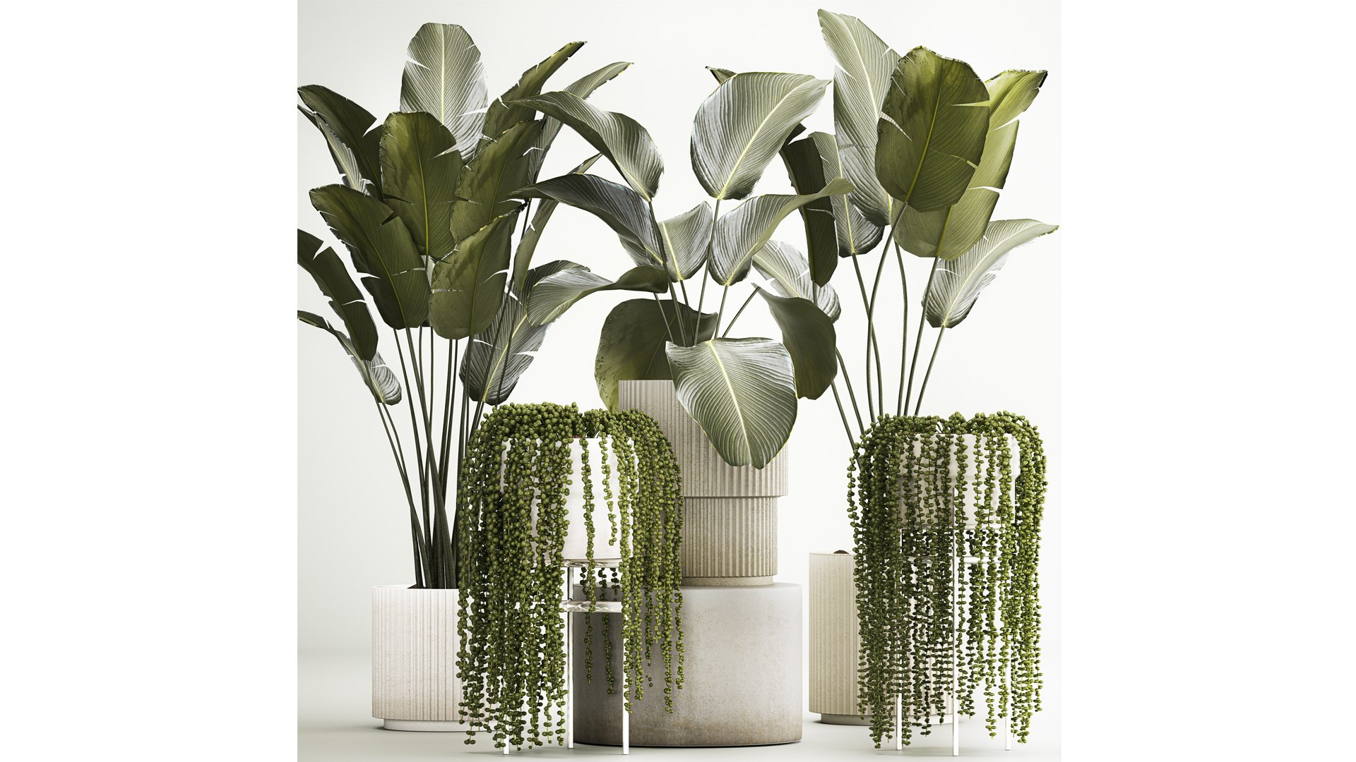 Beautiful Strelitzia and Calathea lutea plants in a flower pot 1322 model https://p.turbosquid.com/ts-thumb/YH/qEznbo/F2/1plants1206202303/jpg/1686649558/1920x1080/fit_q87/7d343a16192f5500665468d0ca753f50e3a96f08/1plants1206202303.jpg