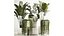 Beautiful Strelitzia and Calathea lutea plants in a flower pot 1322
