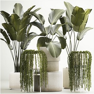 Beautiful Strelitzia and Calathea lutea plants in a flower pot 1322 3D model
