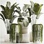 Beautiful Strelitzia and Calathea lutea plants in a flower pot 1322