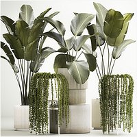 Beautiful Strelitzia and Calathea lutea plants in a flower pot 1322