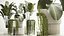 Beautiful Strelitzia and Calathea lutea plants in a flower pot 1322