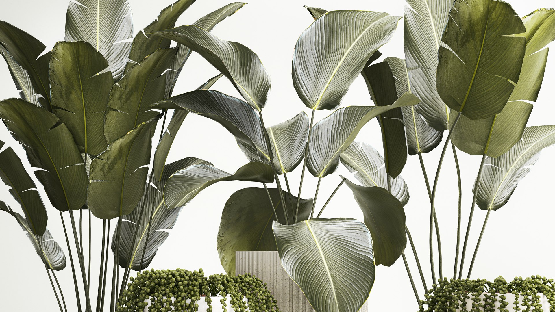 Beautiful Strelitzia and Calathea lutea plants in a flower pot 1322 model https://p.turbosquid.com/ts-thumb/YH/qEznbo/QV/1plants1206202304/jpg/1686649561/1920x1080/fit_q87/0ccedc0428dde8c89a0057ceac42522cb1fc12bf/1plants1206202304.jpg