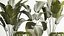 Beautiful Strelitzia and Calathea lutea plants in a flower pot 1322