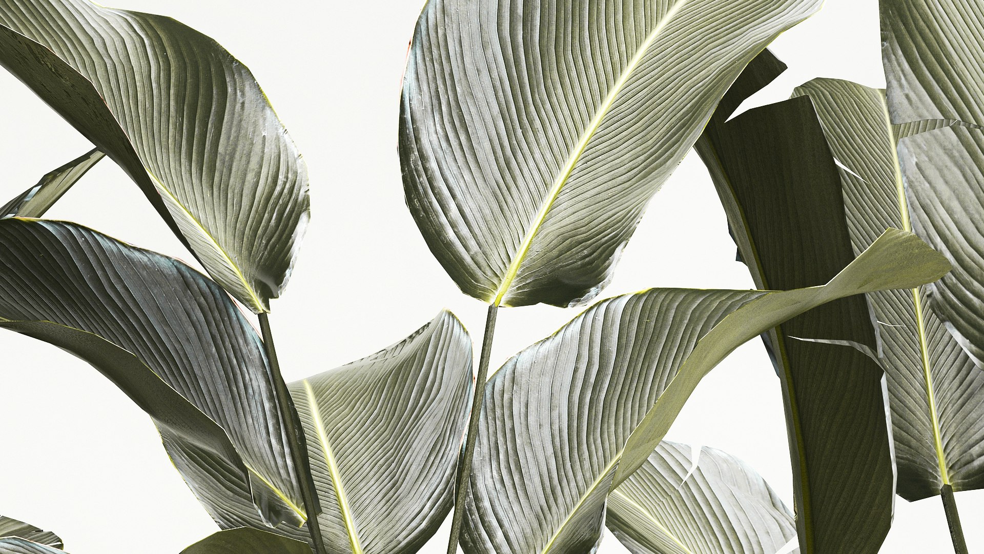 Beautiful Strelitzia and Calathea lutea plants in a flower pot 1322 model https://p.turbosquid.com/ts-thumb/YH/qEznbo/pK/1plants1206202307/jpg/1686649568/1920x1080/fit_q87/3b52b7de36171a979681921de97a0dc7cd17e689/1plants1206202307.jpg