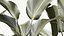 Beautiful Strelitzia and Calathea lutea plants in a flower pot 1322