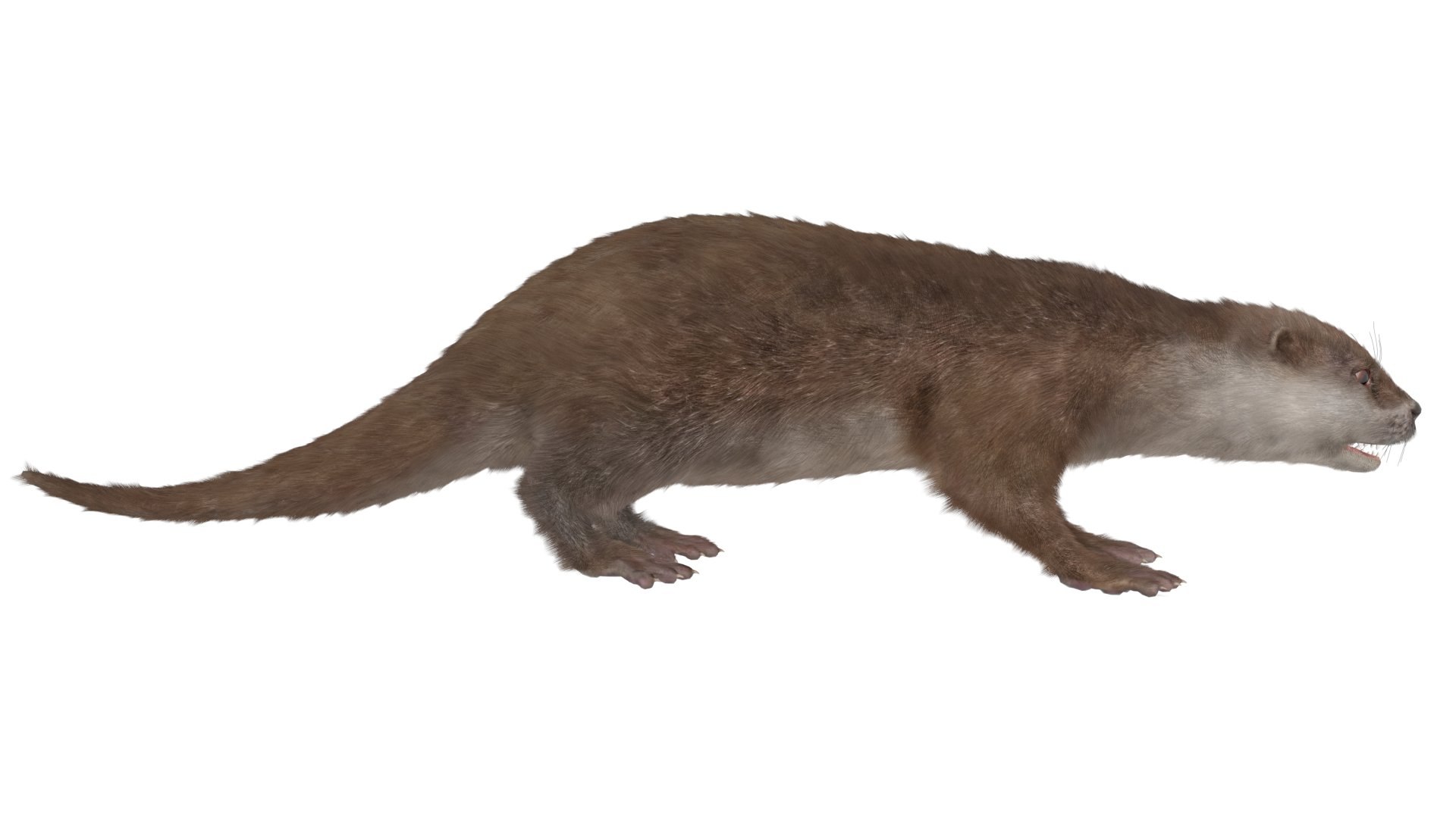 Aquatic Otter Rigged Fur for Maya 3D model preview