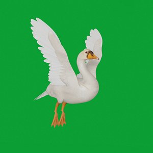 3D Mute Swan Bird model