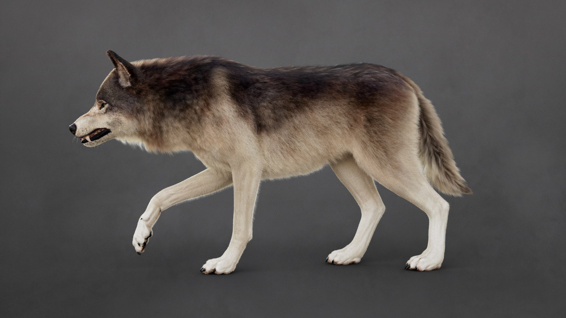 Wolf 2026 XGEN-CORE RIG 3D model https://p.turbosquid.com/ts-thumb/YI/Bwg6qs/4p/8/jpg/1768901194/1920x1080/fit_q87/4ce614a6e6f425f807c5f849acb0638017019d6a/8.jpg