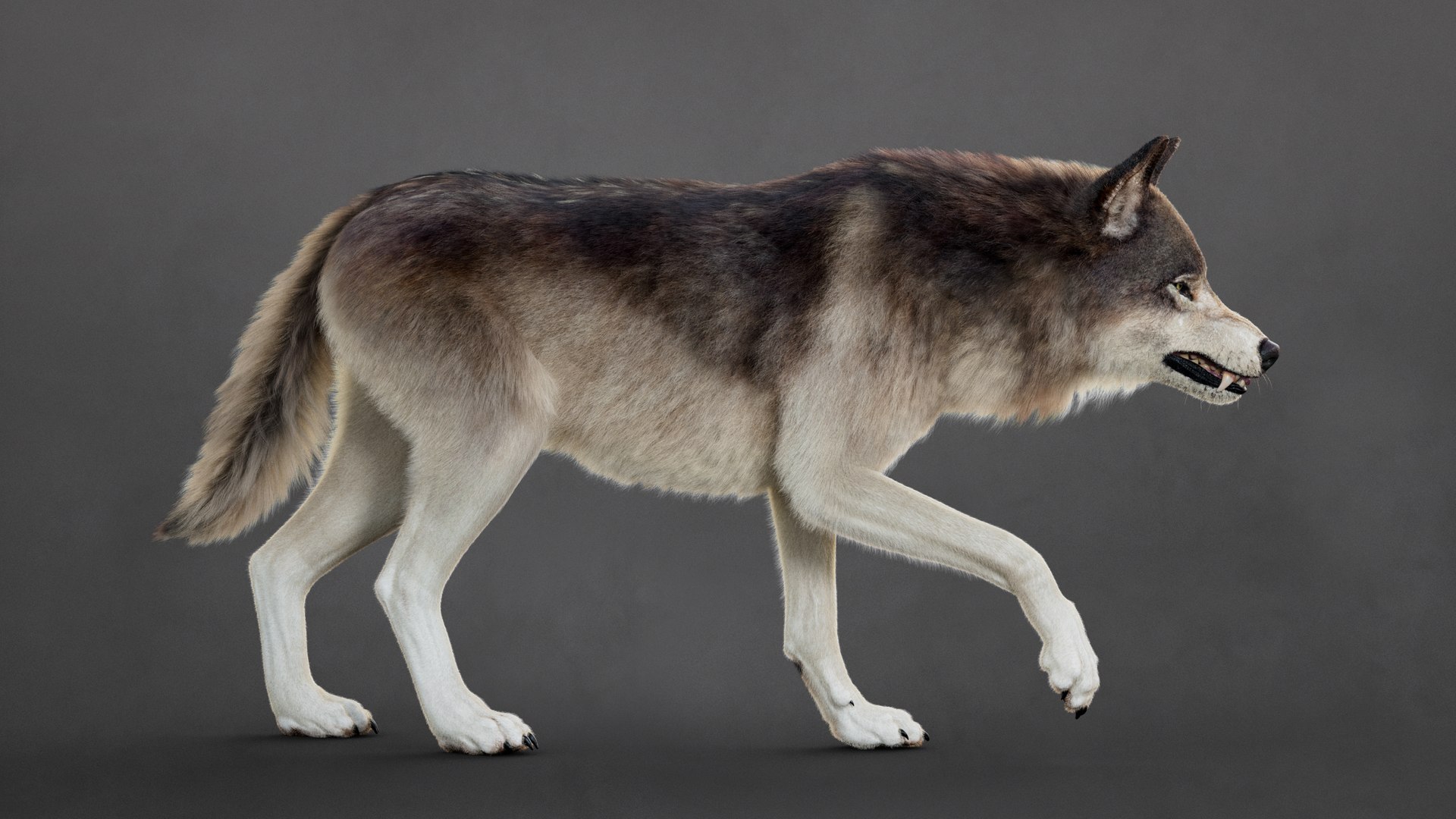 Wolf 2026 XGEN-CORE RIG 3D model https://p.turbosquid.com/ts-thumb/YI/Bwg6qs/Hf/6/jpg/1768901193/1920x1080/fit_q87/678eebd25936823da3c1d6f5425e1a43700eef95/6.jpg