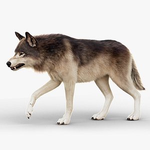 Wolf 2026 XGEN-CORE RIG 3D model