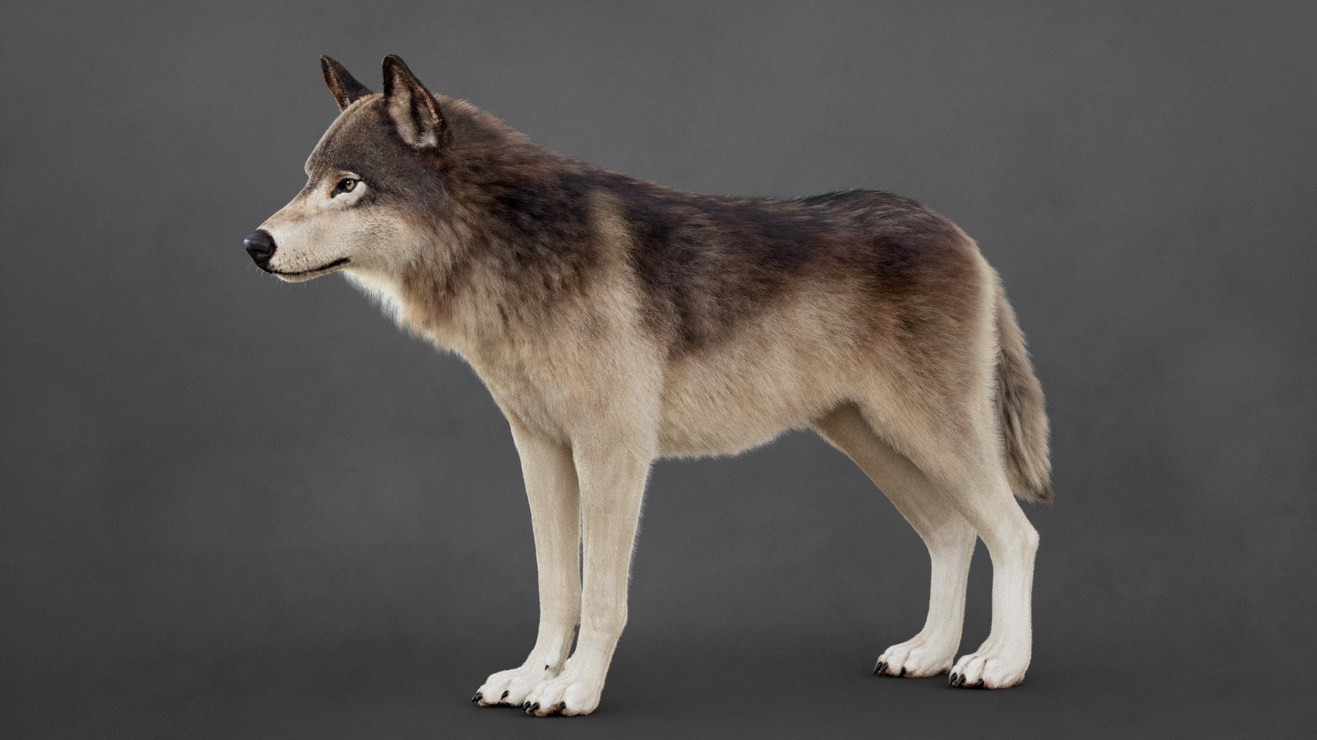 Wolf 2026 XGEN-CORE RIG 3D model https://p.turbosquid.com/ts-thumb/YI/Bwg6qs/nE/1/jpg/1768901190/1920x1080/fit_q87/a4642624ec4ade52837e7a0433d28665ae472d8f/1.jpg