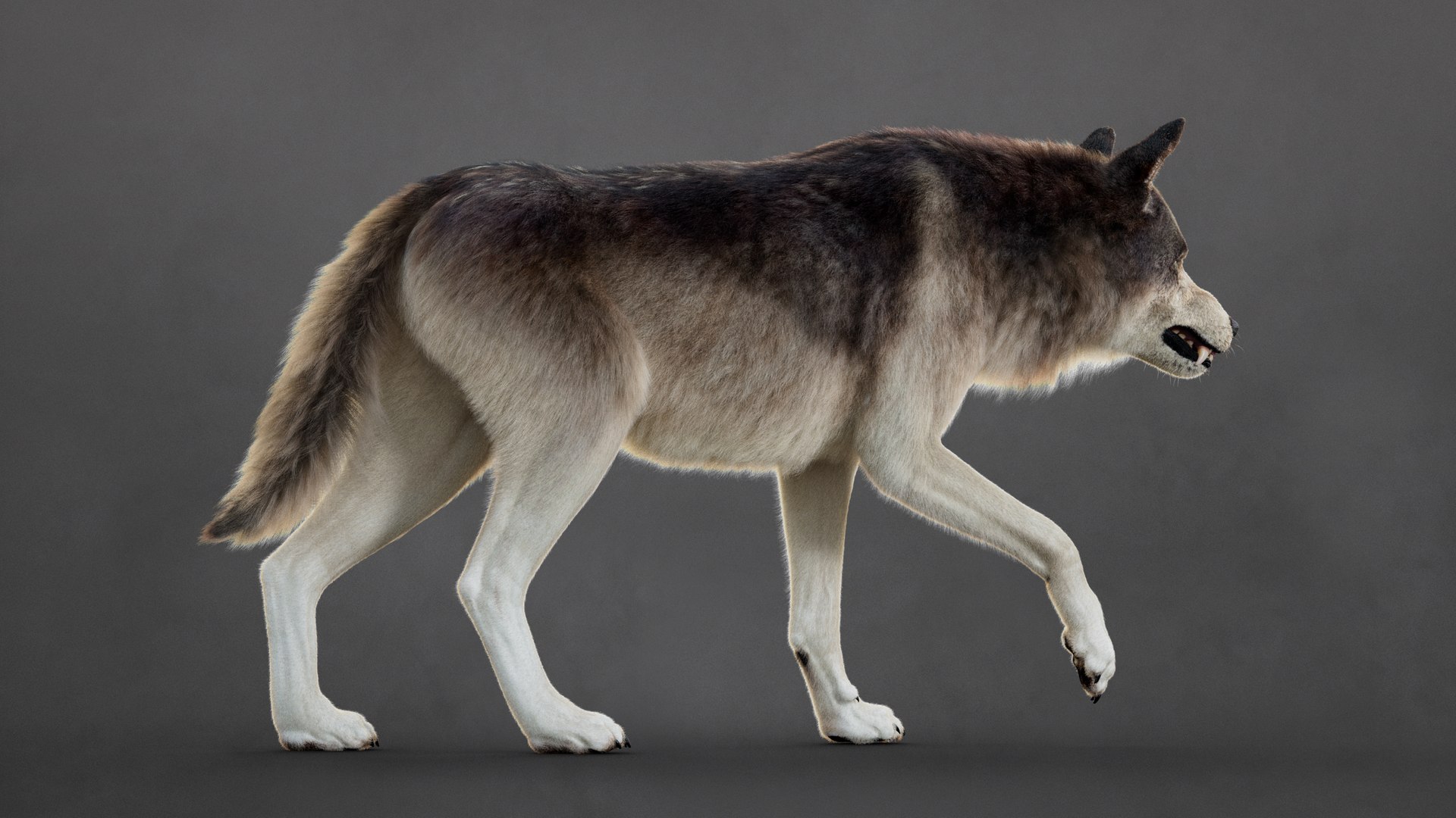 Wolf 2026 XGEN-CORE RIG 3D model https://p.turbosquid.com/ts-thumb/YI/Bwg6qs/qg/7/jpg/1768901193/1920x1080/fit_q87/fed091a1cfe1c1c2548654d83419f41ec921f199/7.jpg