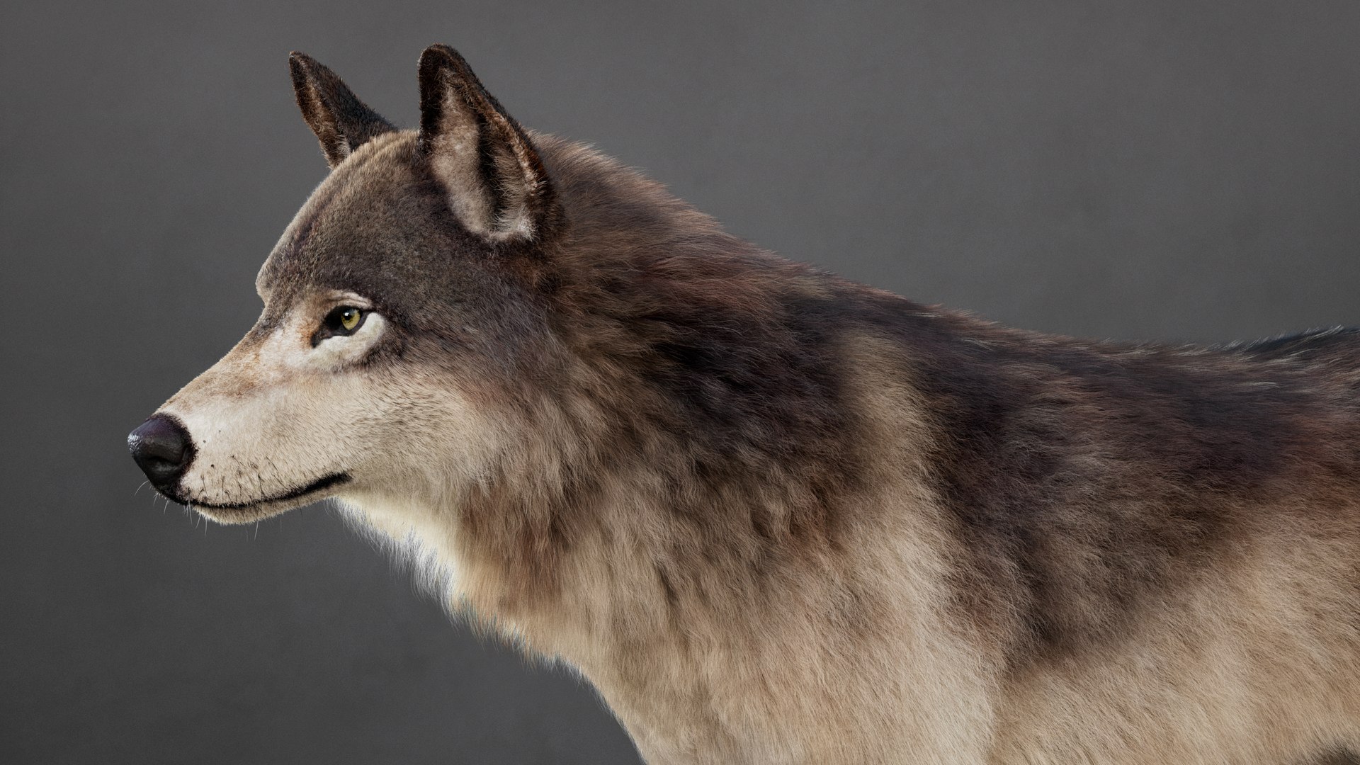 Wolf 2026 XGEN-CORE RIG 3D model https://p.turbosquid.com/ts-thumb/YI/Bwg6qs/tx/2/jpg/1768901190/1920x1080/fit_q87/46848fafd9d66e90cb87ca6caeaaf33efbc334e5/2.jpg