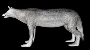 Wolf
