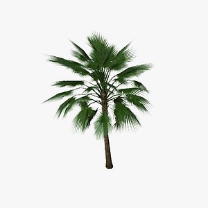 3d palm tree01 model