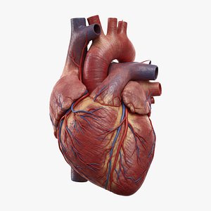 Human heart bundle 3D model