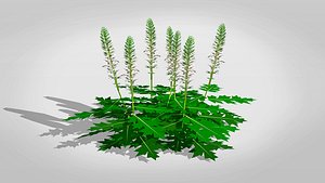 3D AcanthusMollis