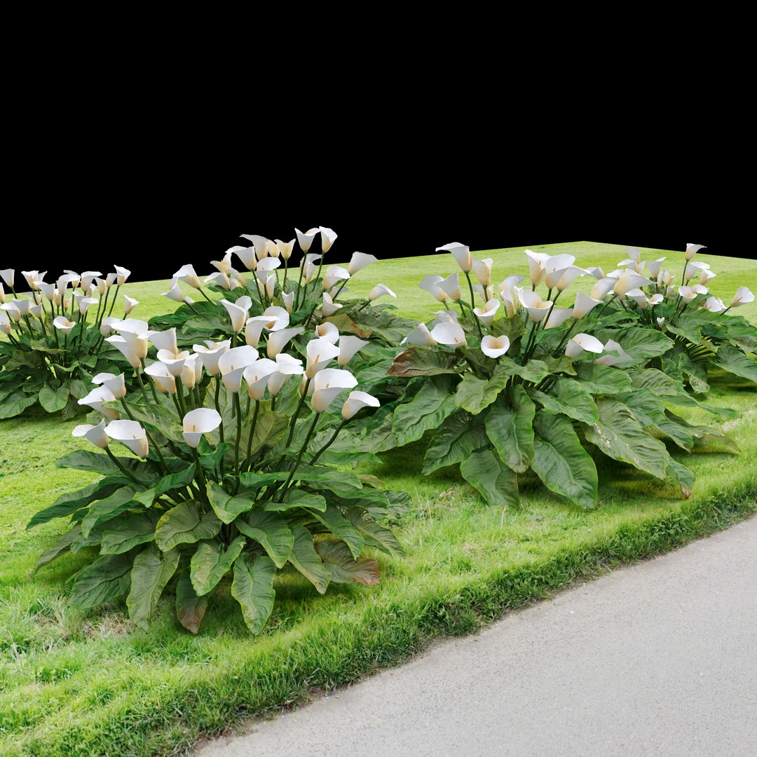3D calla lily - TurboSquid 1972113
